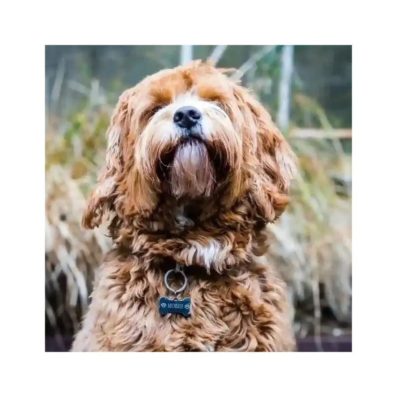 Hondenpenning met naam adres en telefoonnummer leuke hondenpenning Bot laten graveren