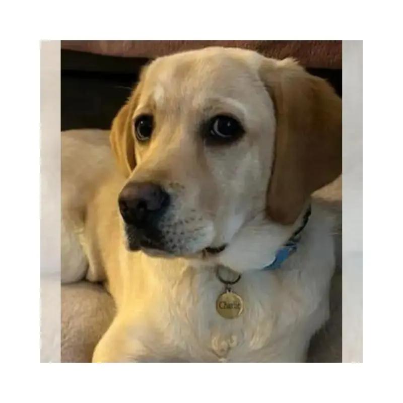 Goede hondenpenning graveren met naam en adres voor hond en kat Laat deze mooi penning gratis aan 2 kanten graveren met je gegevens