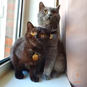 Dierenpenning graveren