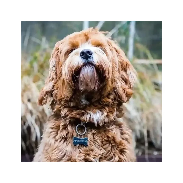 Hondenpenning bot bestellen online Deze mooie gegraveerd Gratis verzonden in NL en België