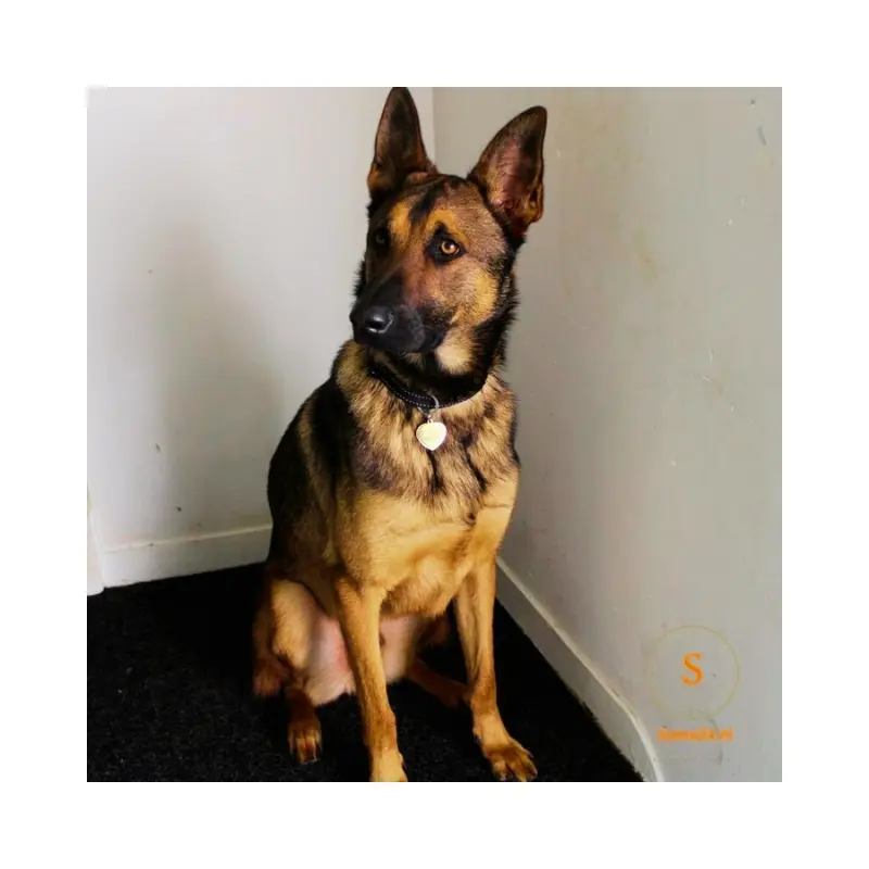 Luxe hondenpenning graveren Hart met naam Hondenpenning groot met adres online kopen Naamplaat voor hond met adres Penning met naam hond