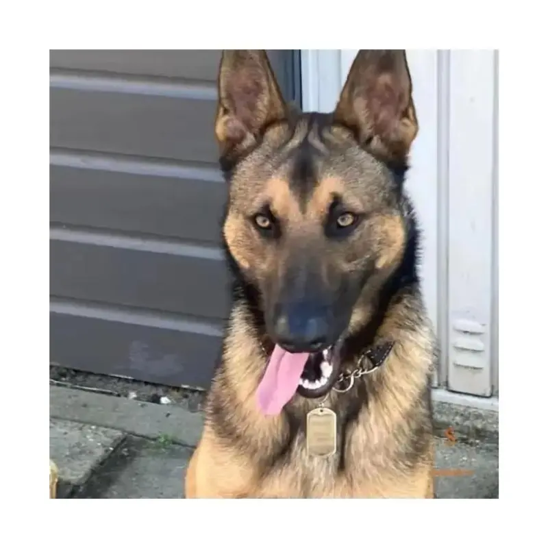 Hond ID Tag Titanium graveren Stoere Dog ID Tag graveren met naam adres telefoonnummerGratis bezorgen in NL en BE